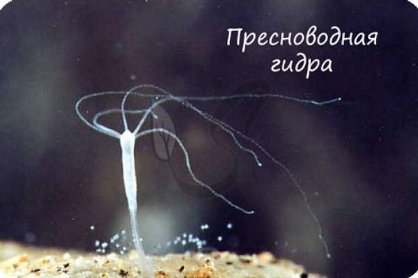 Ссылка на кракен лукойл