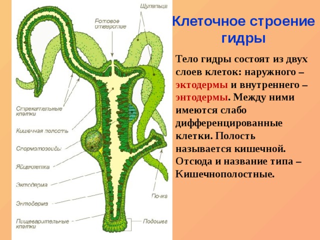 Тор кракен vk2 top